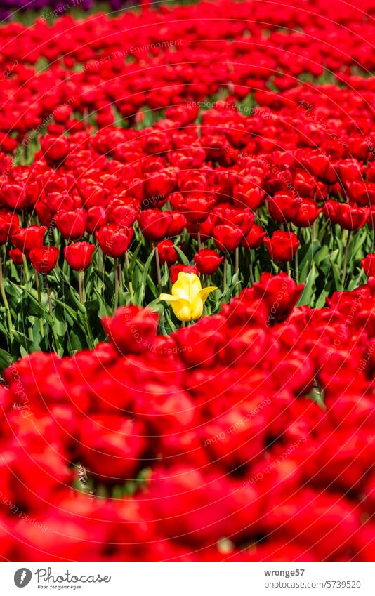 A yellow tulip in the midst of red tulips Tulip field Agriculture tulip breeding Tulip blossom Spring Blossom Blossoming Spring fever Tulip time Spring flower