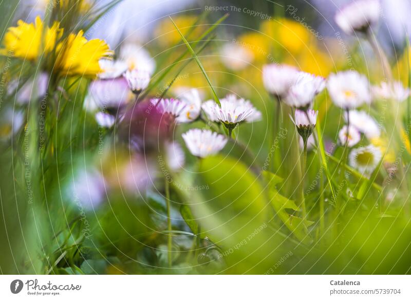 Spring is coming Nature flora Season plants Meadow herbs flowers grasses Dandelion Daisy Sky blossom fade fragrances Day daylight Garden wax Yellow Green Pink