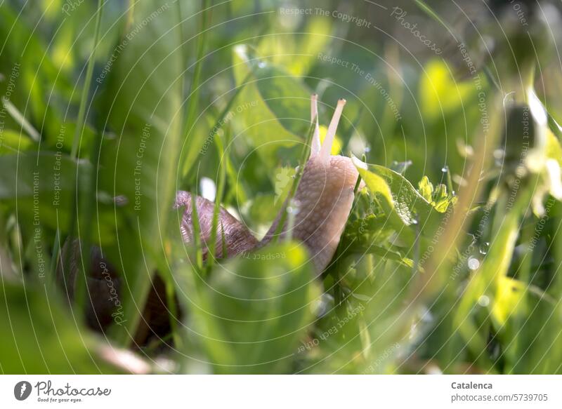 A vineyard snail wanders through the tall grass Nature flora Grass blade of grass Meadow Garden Dandelion Leaf Crumpet creep Mollusk Day Daylight Summer Green