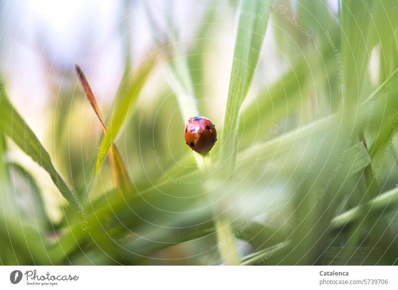 A ladybug crawls quickly up the blade of grass Nature fauna flora Insect Beetle Ladybird Crawl swift Small Red Happy Good luck charm Plant Grass Green Meadow