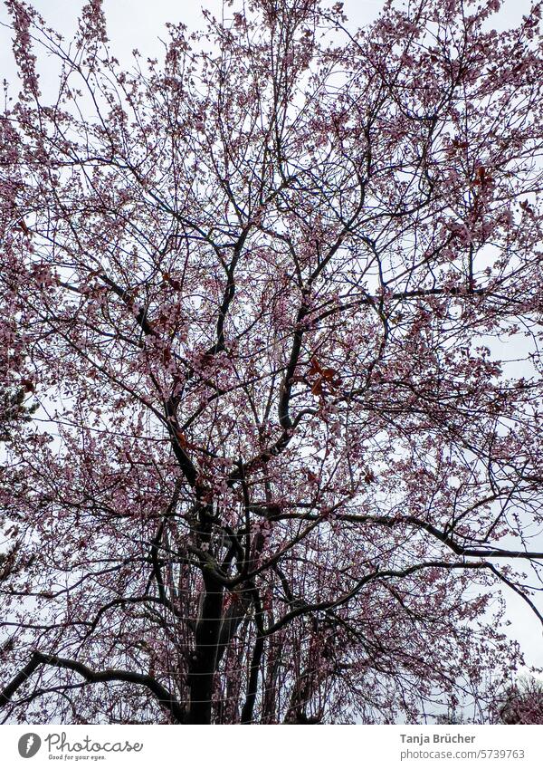 Sea of flowers in pink Cherry blossom Pink Cherry tree ramification Blossom Spring cherry blossom Tree Spring fever delicate blossoms Blossoming naturally Park