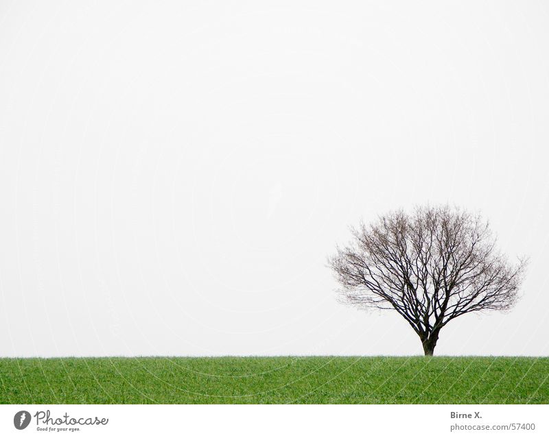 Lonely little tree Tree Field Winter Spring Grass Meadow Loneliness Gloomy Bad weather Gray Green Branch Sky