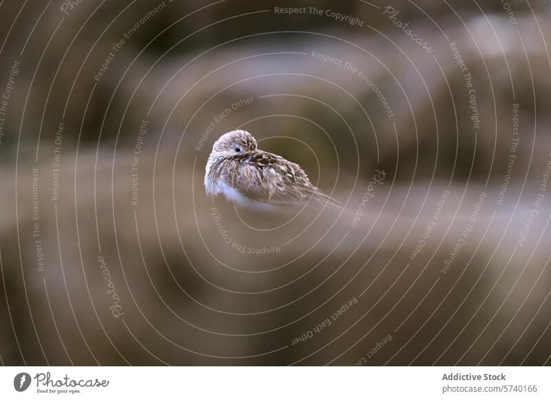 Camouflaged bird resting in its natural habitat camouflage earthy tones nature small blend seamless wildlife fauna outdoor animal brown environment serene