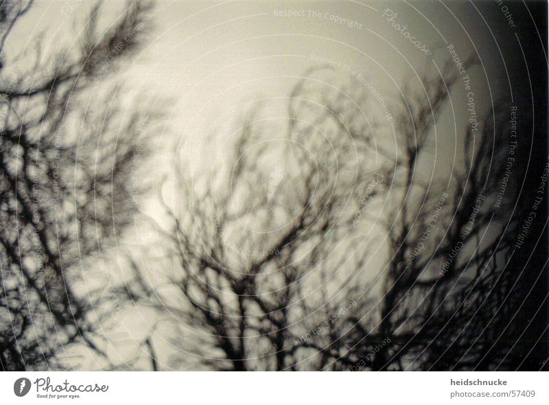 Under the winter tent... Gray Tree Forest Creepy Winter Black & white photo Branch Sky Nature