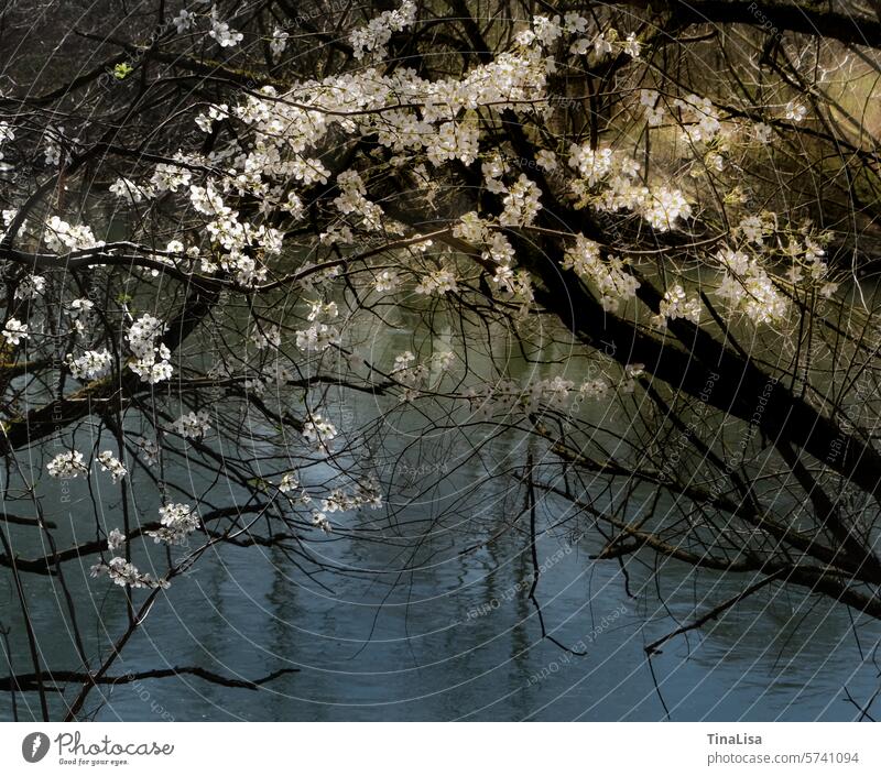 Flower magic in white Blossom blossoms Blossoming Delicate pretty naturally White Branch branches Twig twigs Brown Water Blue Spring Nature Spring fever
