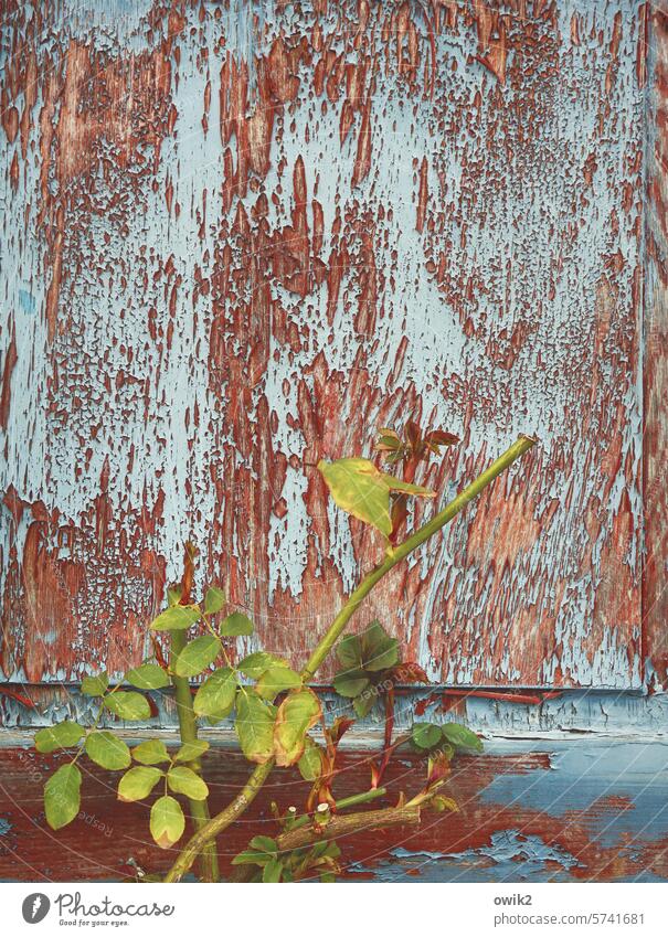 Headless rose rose branch Rose leaves Shutter Old Wood dilapidated flaking paint Ravages of time Weathered rose bush Detail pink truncated Rose pruning Theft