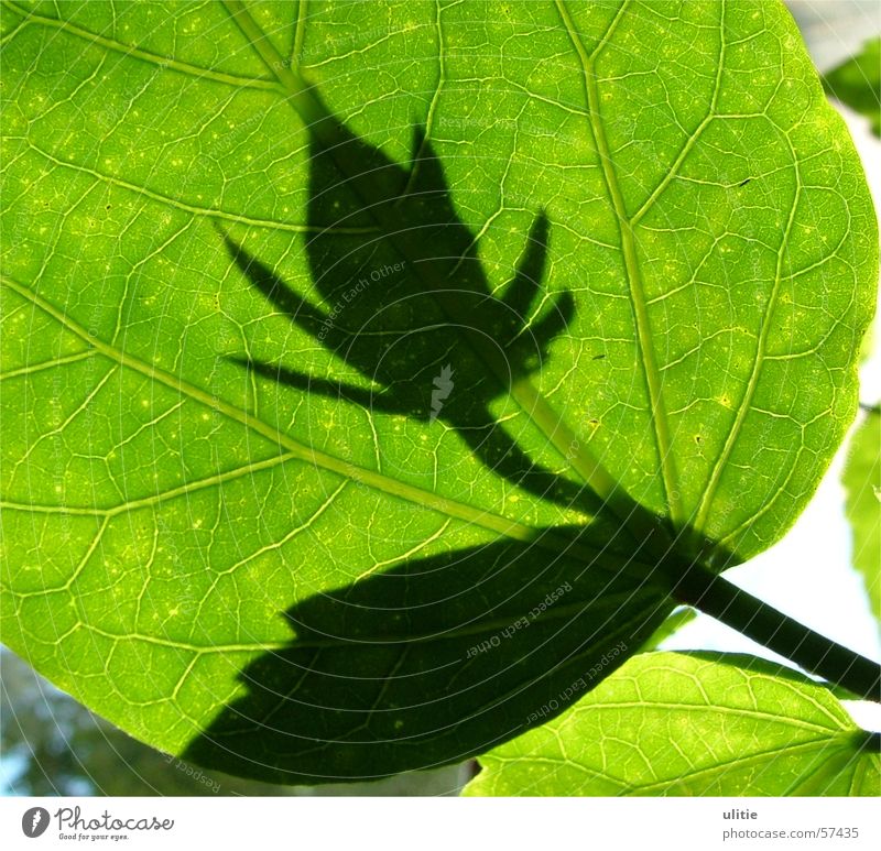 shadow beings Leaf Light Back-light Green Flower Blossom Plant Visual spectacle Shadow Prongs