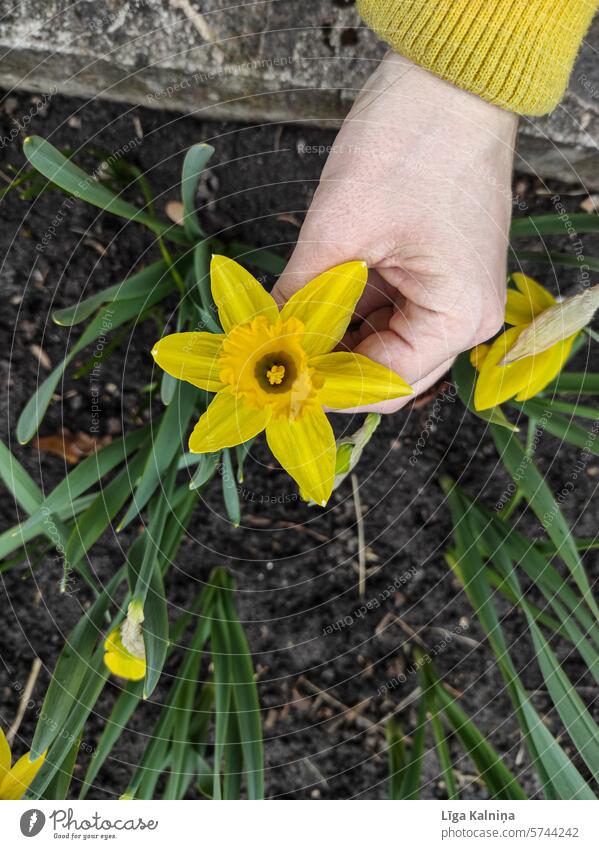Daffodil daffodil Flower Green Easter Nature Narcissus Blossoming Plant Yellow Wild daffodil Spring Spring fever Spring flower springtime