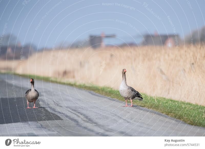 Greylag geese block a country lane Blocking gray geese grey geese Anser anser Field geese Real geese Anserini goose birds Anseriformes fauna Grey-brown shade