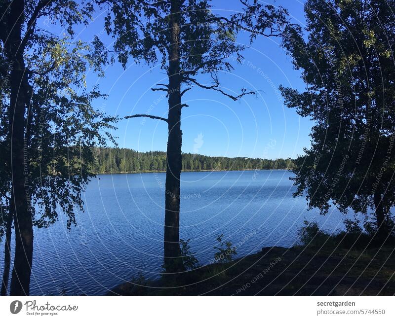 Cold, clear water neat Climate close to nature nature conservation Nature reserve Experiencing nature Love of nature trees Middle Echo Minimalistic Green Blue