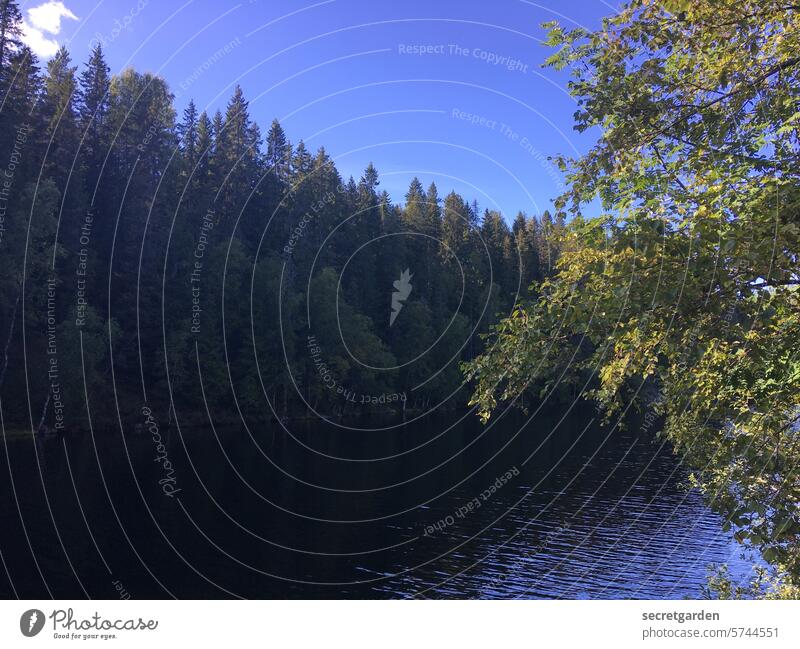 settle down Summer Cold Twigs and branches Fir tree Foreground Tree trunk Forest Norway Scandinavia Sky Water Lake Deep Calm forests vacation relax Loneliness