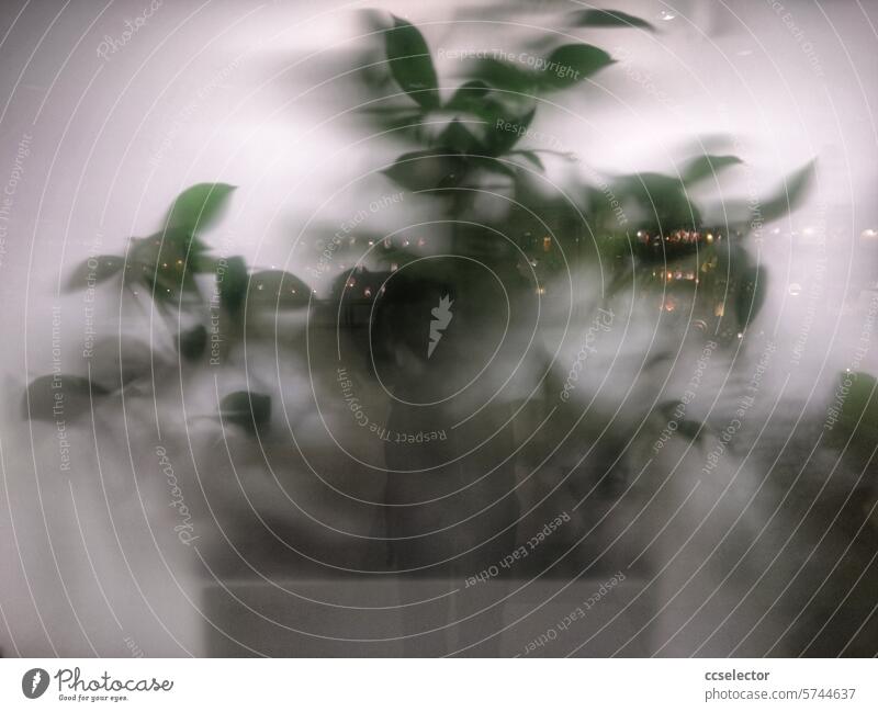 Blurred view of a green plant behind a pane of frosted glass Mystic Fog Eerie Creepy Shadow Mysterious Spooky Ghostly Ghosts & Spectres Nightmare Magic Fear