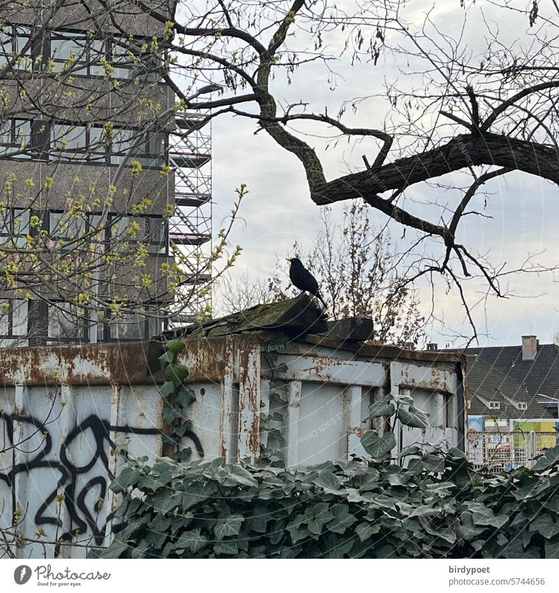 Blackbird singing on rusty container, under tree in background high-rise building Song sings Tree Bleak Container Rust White evening mood Back-light Pale blue