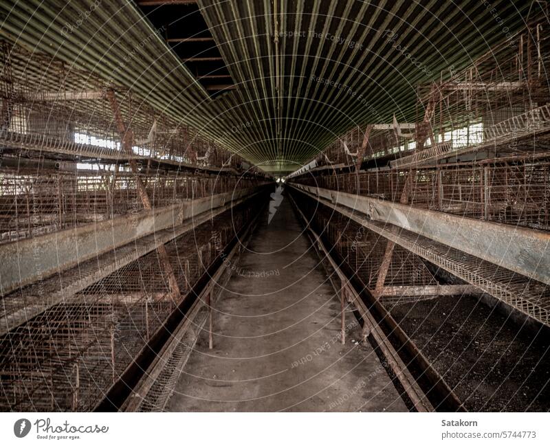 The empty laying cages of poultry houses, old, decayed, abandoned agriculture hen farming crowded congested chicken egg chicks hens hennery nest range