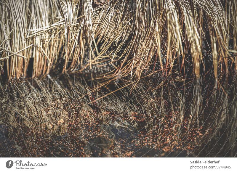 Grass on riverbank reflecting on water grass reflection nature mood landscape spring seasons seasonal environment climate climate change colour photo