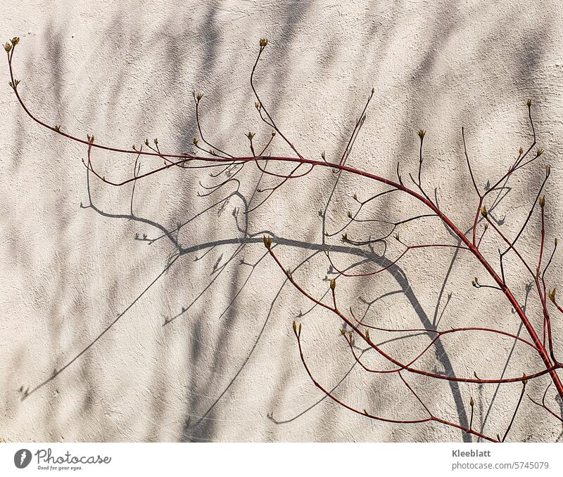 Delicate shadows and red branches on a white wall Shadow twigs red twigs Wall (building) White Twigs and branches Nature Branches and twigs Bleak Exterior shot