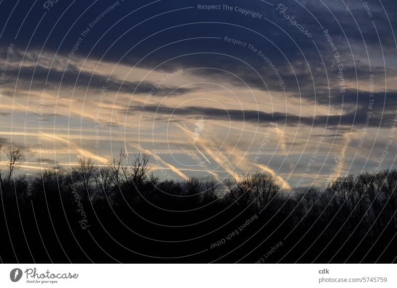 criss-cross | Condensation trails in the evening sky at sunset in the park. Sky Sunset Clouds Deserted trees Treetops Light Environment Landscape Twilight Dusk