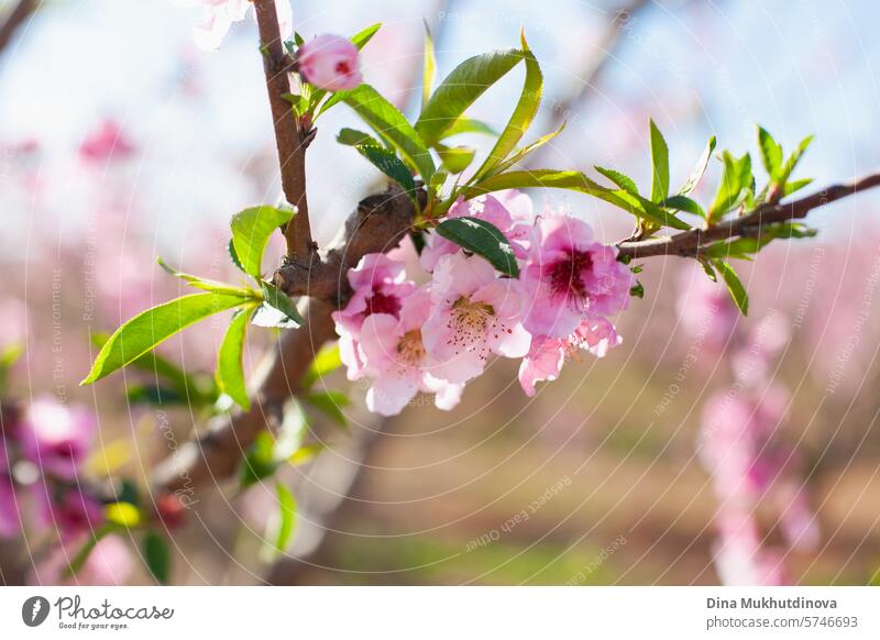 almond tree blossom in bloom against blue sky. Spring background. Pink blossoms of cherry or peach trees in orchard garden. Agriculture industry. pink spring
