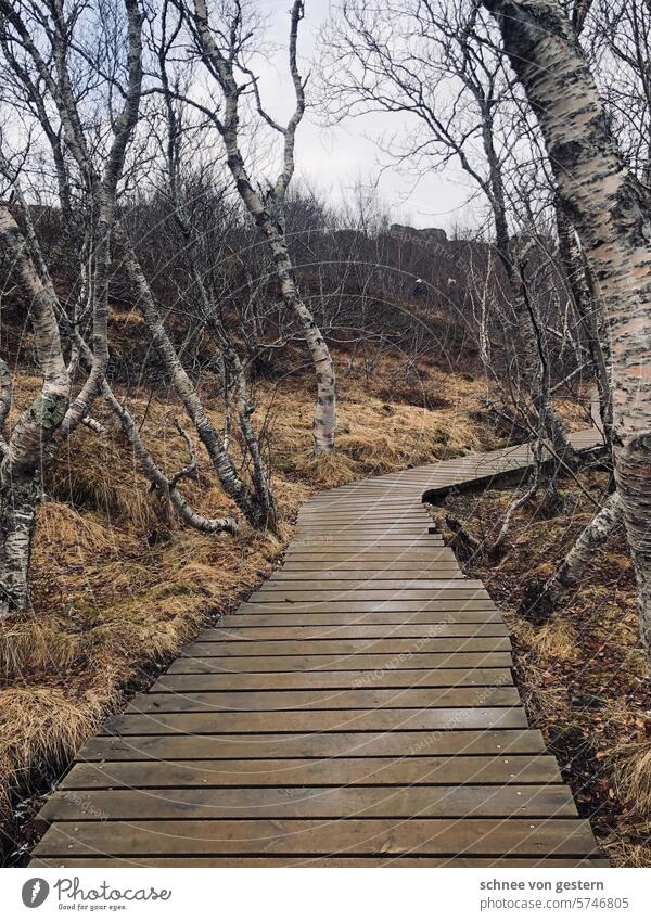 Wooden paths off birches Nature Forest Landscape Exterior shot Deserted Birch tree Environment Tree trunk Plant naturally Birch wood Colour photo Day White
