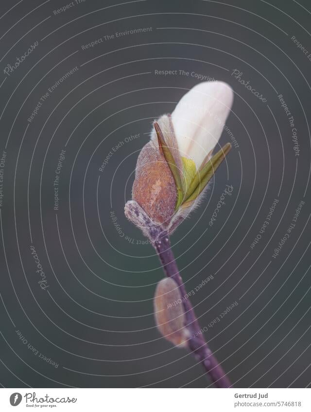 Magnolia bud against a dark background Flower Flowers and plants Colour white Spring Nature Blossom Colour photo Garden Blossoming Exterior shot naturally