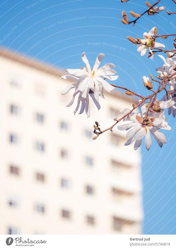 Star magnolia blossom against a blue sky and skyscraper Flower Flowers and plants Colour white Spring Nature Blossom Colour photo Plant Blossoming naturally