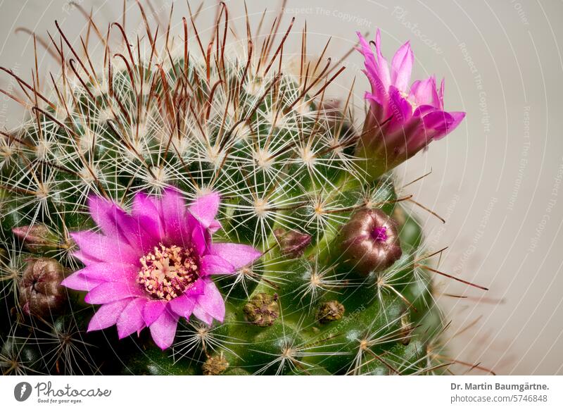 Mammilaria bombycina from Mexico (Jalisco, Aguascalientes) with flowers Mammillaria bombycina mammillaria Cactus cactaceae Blossom Blossoming Cactaceae