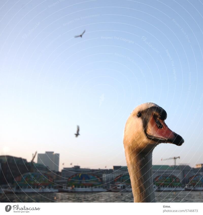 Greed neck Animal Swan Bird Skyline Horizon High-rise Serene Curiosity Town Dusk Hamburg Alster Neck Swan Lake Surface of water Colour photo