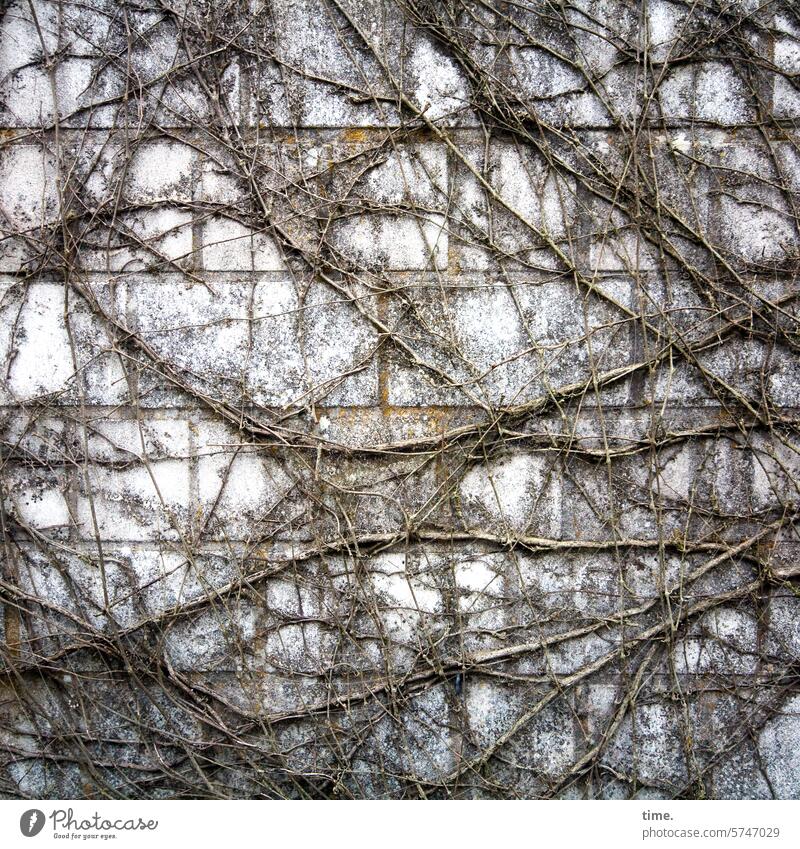 frayed Wall (barrier) creeper Plant branches Climbing Vine Brick roots Detail Root residues Nature Force To hold on Facade wickerwork Tattered Old Chaos Pattern