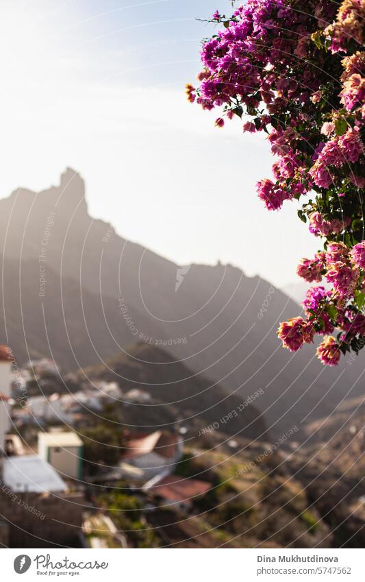 silhouette of mountain with pink flowers on foreground, Tejeda place on Gran Canaria island. Travel destination. travel tejeda canary canary island