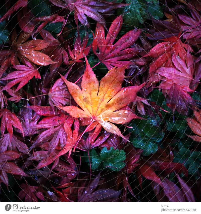 Autumn again from today Maple tree variegated Seasons Intensive Orange colourful Botany botanical vegetation Nature Close-up Detail change Tree Leaf Damp Red