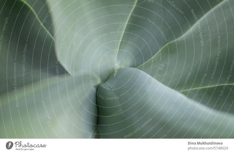 agave plant leaves closeup natural herbal eco abstract background, neutral green lines banner with copy space. Succulent plants. Botanical horizontal wallpaper. Canary Islands symbol.