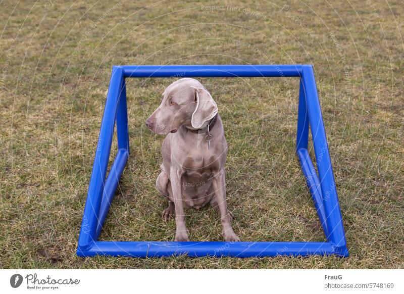 Weimaraner bitch sits in a small gate Lawn Goal Small Blue Dog Hound Pet Purebred dog Animal portrait View to the side Sit Neckband Dog tag Animal face Looking