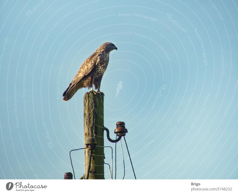 A bird of prey on the old electricity pylon Bird of prey Pole Electricity pylon Sky Hunting Energy crisis high voltage Environment Cable Energy industry