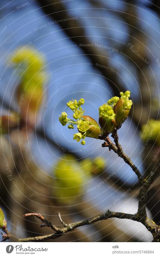 Spring | all set for a new start: the buds open. Tree tree buds Nature Plant Blossom Growth Garden blossom Green Close-up Exterior shot Environment