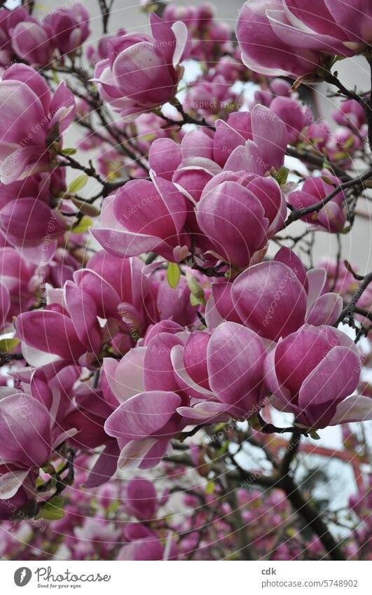 It's time to blossom. | Pink magnolia blossom in spring. magnolias Magnolia plants Magnolia blossom blossoms Magnolia tree Blossom Spring Nature Tree Plant