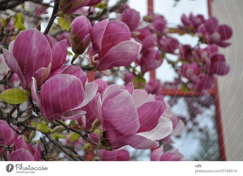 pink beauty | Magnolia blossom in spring. magnolias Magnolia plants blossoms Magnolia tree Blossom Spring Nature Tree Plant Spring fever Noble Delicate Large