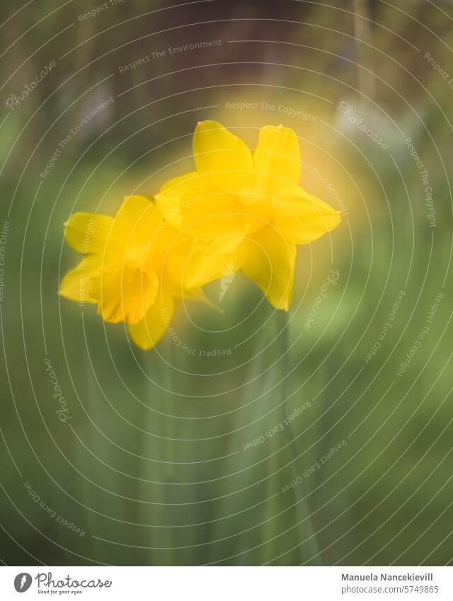 Graceful daffodil Narcissus daffodils Spring Flower Wild daffodil Yellow Blossom Spring flowering plant Blossoming Nature Plant Easter Spring fever Colour photo
