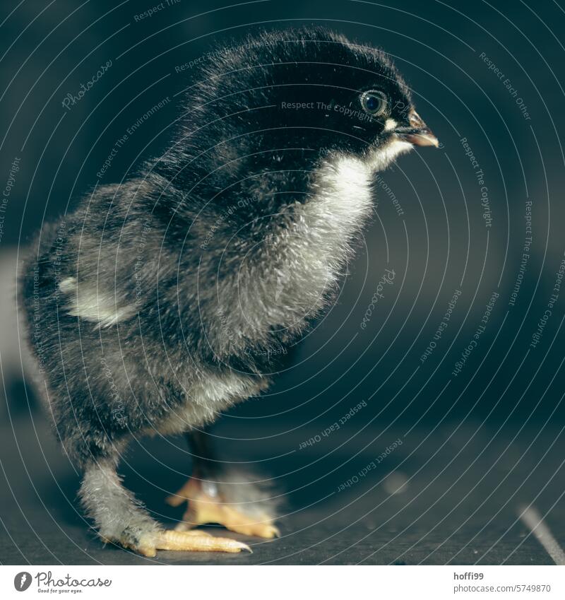 Close-up of a young chick chicken Fuzz Bird Barn fowl hatched youthful portrait Animal Poultry Keeping of animals Farm animal Animal portrait Pet Rooster Beak