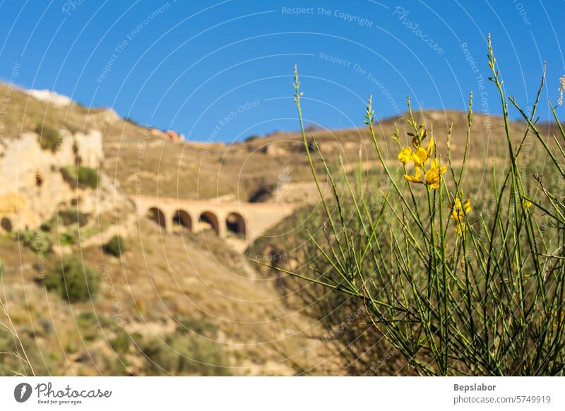 Broom in the sicilian countryside broom plant flower yellow nature natural vegetation sicilian landscape panorama italy sicily hill bush mountain touristic