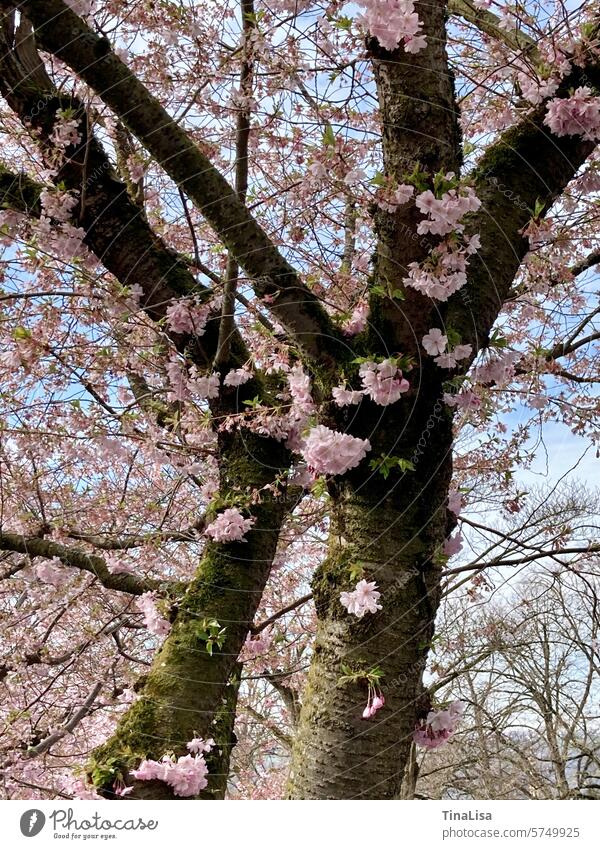 Ornamental cherry blossoms on the tree Ornamental Cherry Blossoms Pink Tree Tree trunk Green Brown twigs Blossoming pretty naturally Delicate Growth Nature