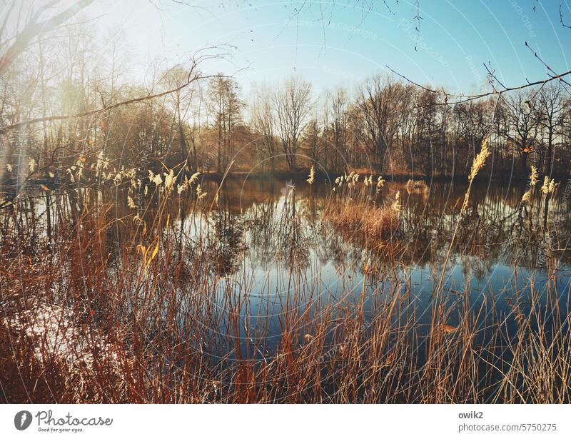 Unshaven edge zone Pond Nature Lake Water Colour photo Exterior shot Reflection Lakeside Calm Environment reflection Surface of water Deserted Water reflection