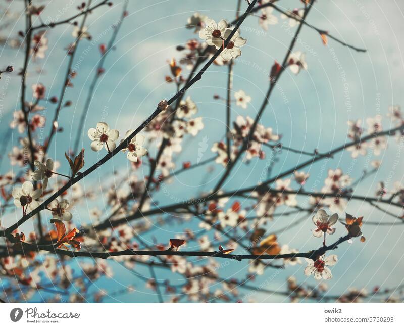 white flowers tree blossom Adornment Exterior shot Tree Spring Deserted Beautiful weather Blossom Nature Blossoming Colour photo Plant Pink Twigs and branches