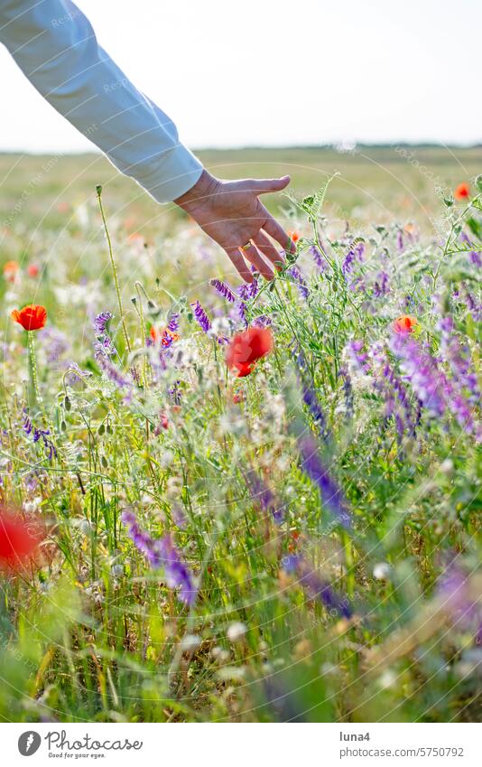 A woman's hand touches wildflowers in a meadow Hand Flower meadow Meadow Touch Palm of the hand wild flowers Poppy Women`s hand papaver Blossom Field blossom