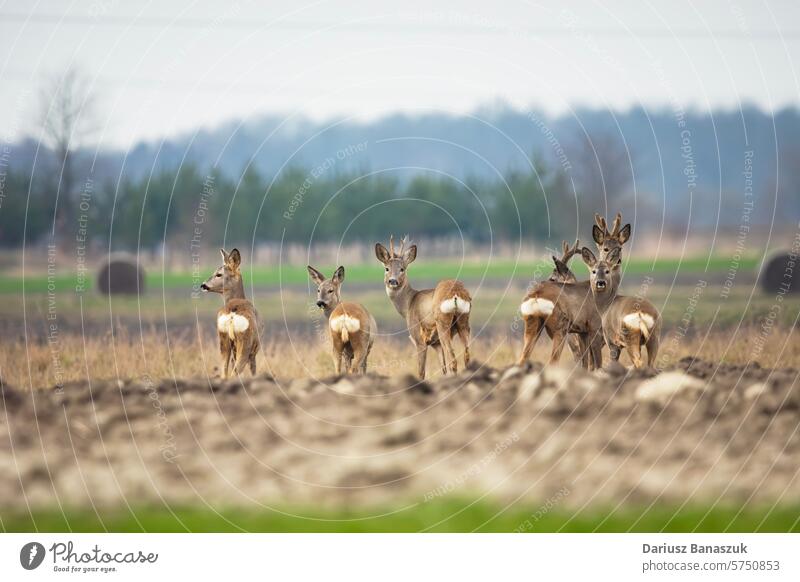 A group of roe deers stands in a field herd standing animal wild outdoor natural rural capreolus capreolus mammal nature wildlife brown cervid fauna european