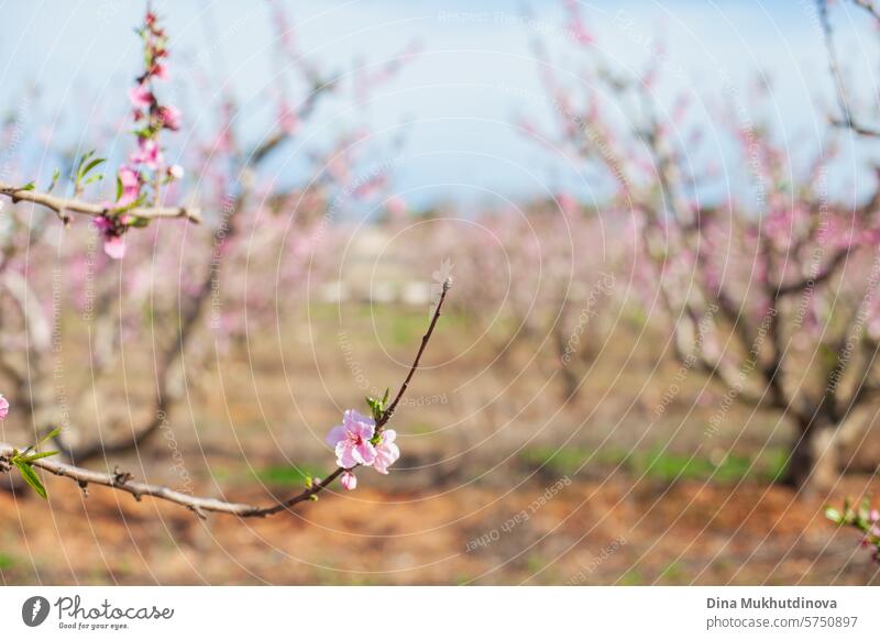 almond tree branch closeup in bloom. Spring background. Pink blossoms of cherry or peach trees in orchard garden. Agriculture industry. pink spring springtime