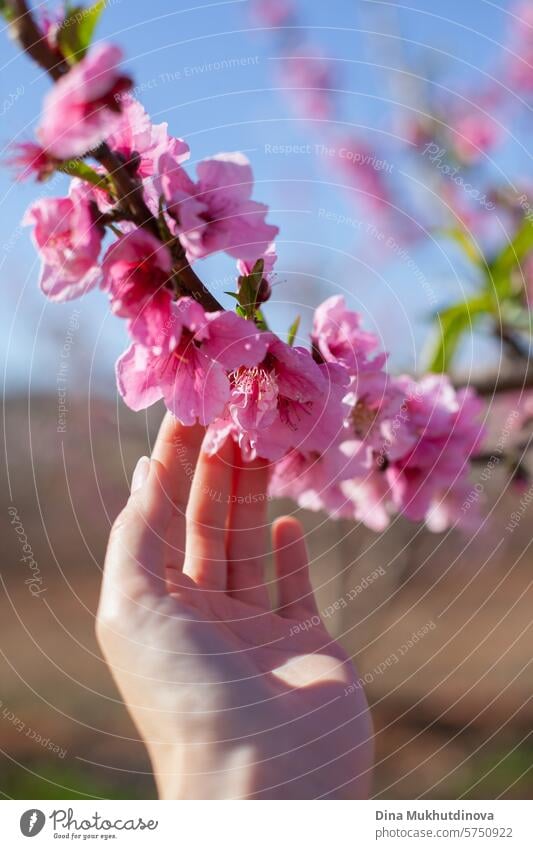 hand touching almond tree blossom in bloom against blue sky. Spring background. Pink blossoms of cherry or peach trees in orchard garden. Agriculture industry.