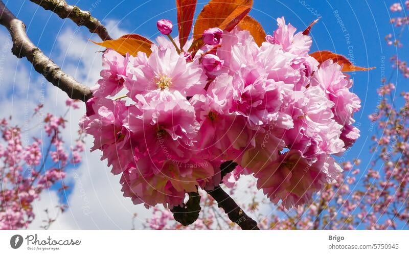Japanese flowering cherry in spring Plant Tree Spring Cherry Tea Pink Nature Blossom Branch naturally Japanese flower cherry sakura Garden Sky Blossoming Park