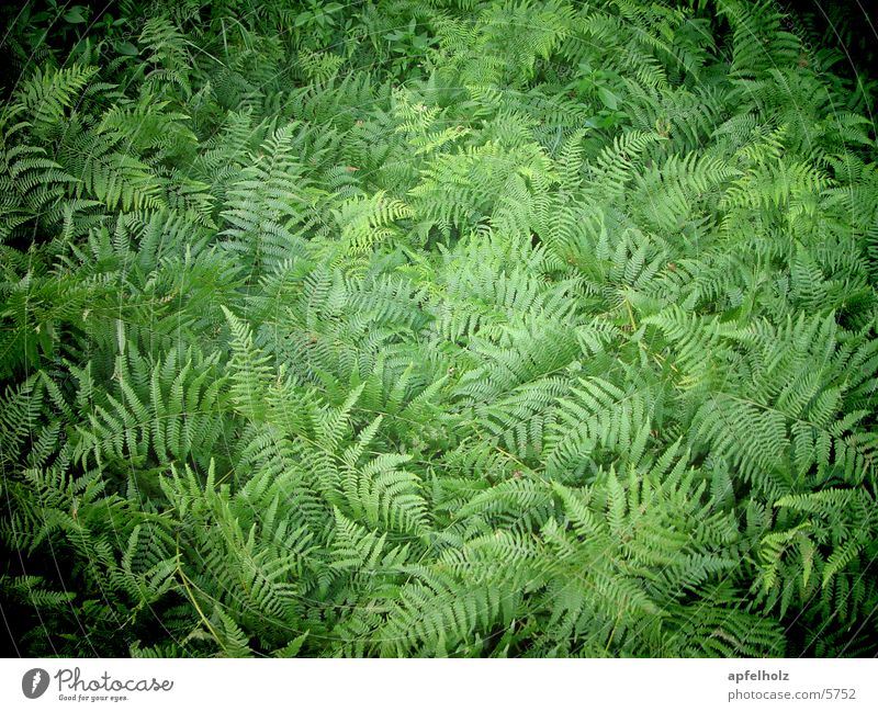 fern green Green Summer Nature Pteridopsida