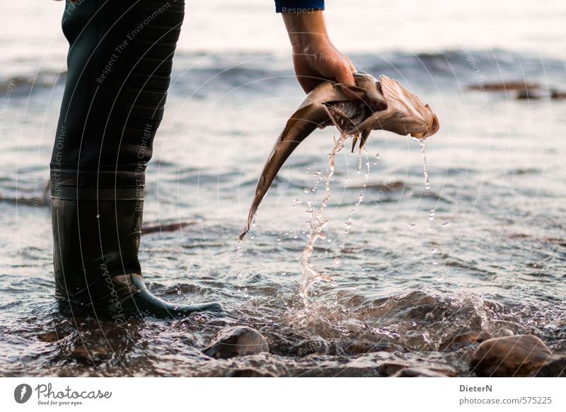 freshly caught Fish Human being Hand Legs 1 Water Drops of water Animal Dead animal Catch Fresh Clean Black Cleaning Colour photo Exterior shot Copy Space right