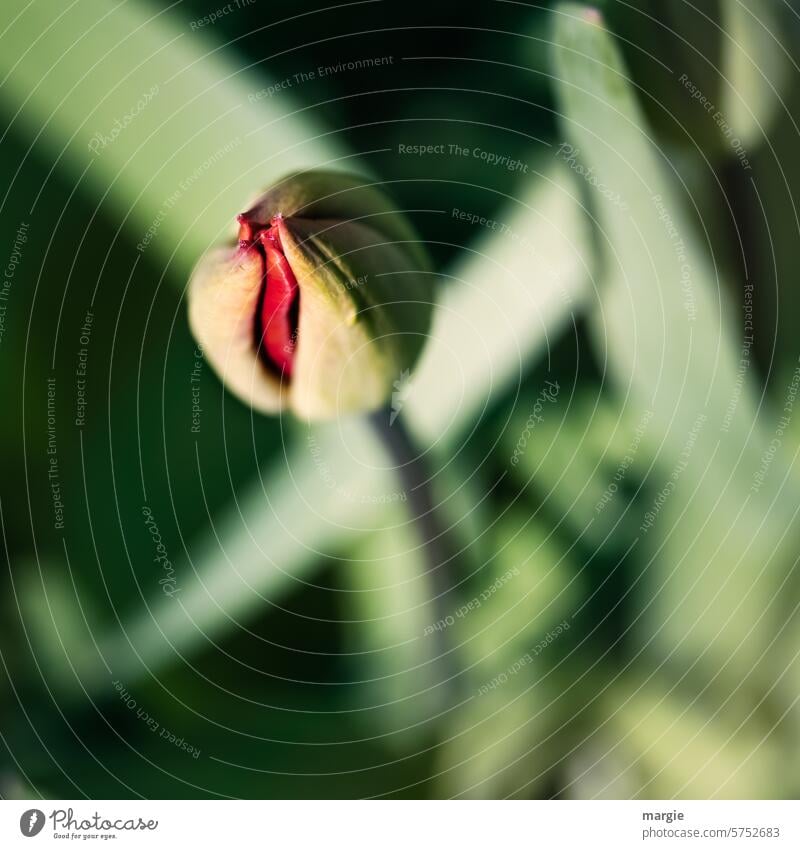 Bud of a red tulip shortly before blossoming blooming spring flower Tulip bud Leaf daylight Spring come into bloom Red Green Spring flower blurriness Sunlight